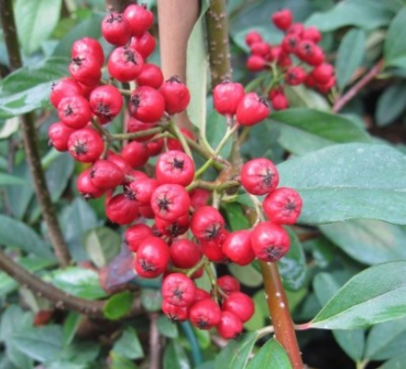 Cotoneaster watereri Pendulus - Hänge-Strauchmispel - Hänge-Felsenmispel - wächst als halbimmergrüner oder immergrüner Strauch mit bogig überhängenden Trieben. Diese können auch hochgebunden werden und so einen Stamm bilden. Die Seitentriebe hängen dann d